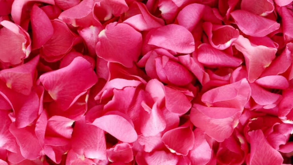 how to use rose petals