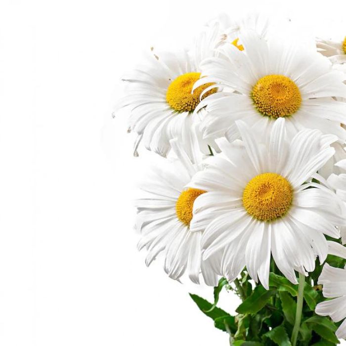 benefits of chamomile flower