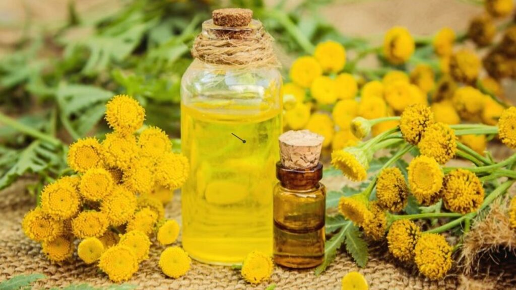 Benefits of Organic Tagetes oil
