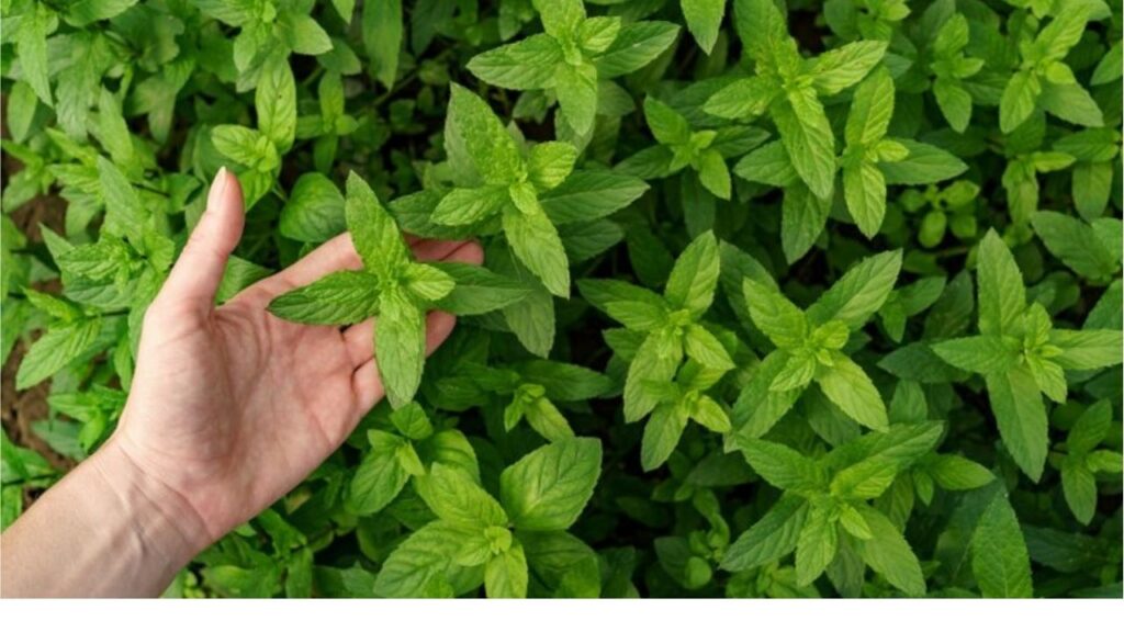 Top mint Products Peppermint oils manufacturers & Producer