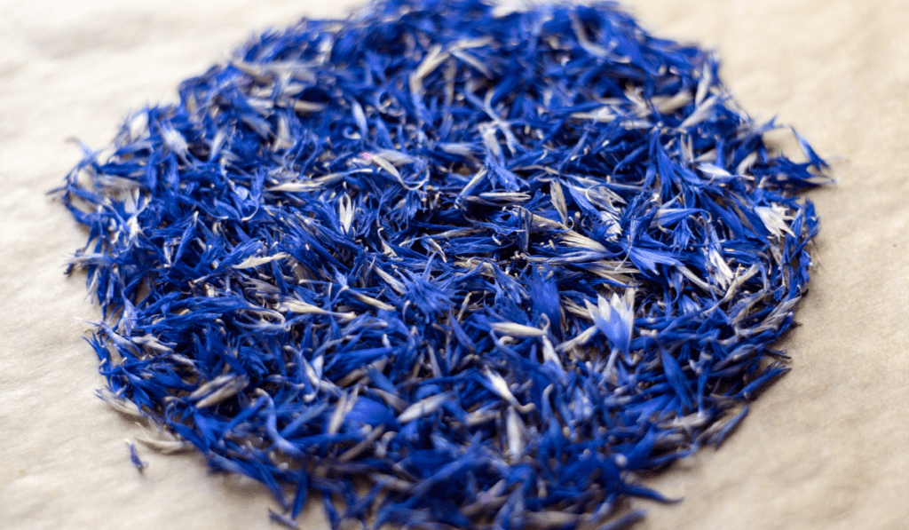 Bulk Supplier of Blue Cornflower Petals Worldwide