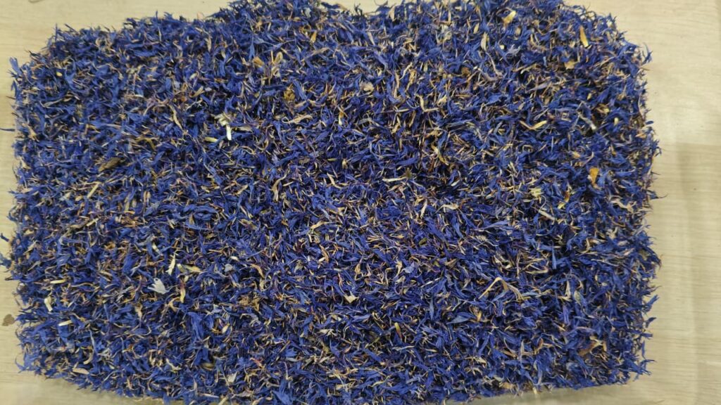 Bulk Supplier of Blue Cornflower Petals Worldwide