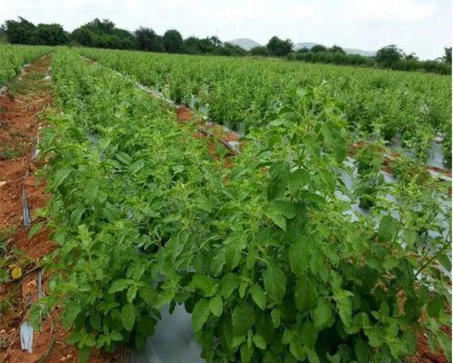 Organic Tulsi Leaves Wholesale Supplier & Exporter from India