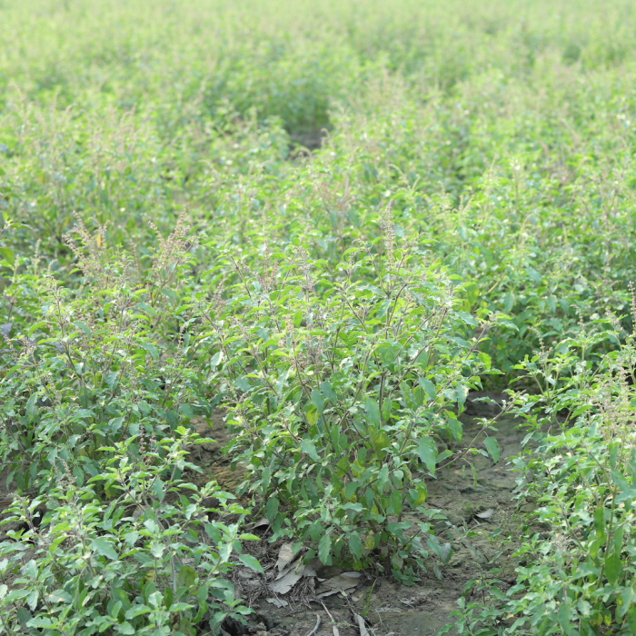 Leading Bulk Organic Herbs Supplier From India Pavitramenthe Fair